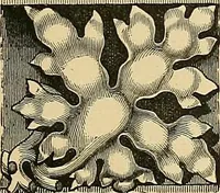 An illustration from Examples of English medieval foliage and coloured decoration, taken from buildings of the twelfth to the fifteenth century: with descriptive letterpress (1874)