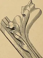 An illustration from Examples of English medieval foliage and coloured decoration, taken from buildings of the twelfth to the fifteenth century: with descriptive letterpress (1874)
