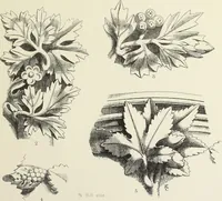 An illustration from Examples of English mediaeval foliage and coloured decoration, taken from buildings of the twelfth to the fifteenth century: with descriptive letterpress (1874)