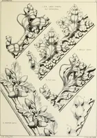 An illustration from Examples of English mediaeval foliage and coloured decoration, taken from buildings of the twelfth to the fifteenth century: with descriptive letterpress (1874)