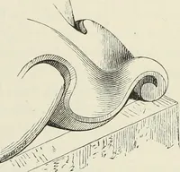 An illustration from Examples of English mediaeval foliage and coloured decoration, taken from buildings of the twelfth to the fifteenth century: with descriptive letterpress (1874)