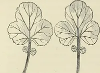 An illustration from Examples of English mediaeval foliage and coloured decoration, taken from buildings of the twelfth to the fifteenth century: with descriptive letterpress (1874)