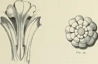 An illustration from Examples of English mediaeval foliage and coloured decoration, taken from buildings of the twelfth to the fifteenth century: with descriptive letterpress (1874)
