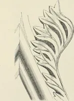 An illustration from Examples of English mediaeval foliage and coloured decoration, taken from buildings of the twelfth to the fifteenth century: with descriptive letterpress (1874)
