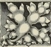 An illustration from Examples of English mediaeval foliage and coloured decoration, taken from buildings of the twelfth to the fifteenth century: with descriptive letterpress (1874)
