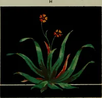 Picture 38 of 92 from Examples of ornament : selected chiefly from works of art in the British Museum, the Museum of Economic Geology, the Museum of Ornamental Art in Marlborough House, and the new Crystal Palace (1855), leaf 64