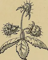 Picture 62 of 144 from Examples of the works of art in the Museum and of the decorations of the building, with brief descriptions (1881), leaf 163