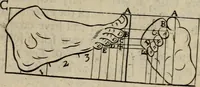 An illustration from The excellency of the pen and pencil, exemplifying the uses of them in the most exquisite and mysterious arts of drawing, etching, engraving, limning. Painting in oyl, washing of maps & pictures. Also the way to cleanse any old painting, and preserve the colours. Collected from the writings of the ablest masters, both antient and modern, as Albert Durer, P. Lomantius, and divers others. Furnished with divers cuts in copper, being copied from the best masters, and here inserted for examples for the learner to practice by .. (1668)