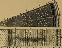 An illustration from Exercises in wood-working, with a short treatise on wood; (1890)