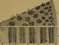 An illustration from Exercises in wood-working, with a short treatise on wood; (1890)