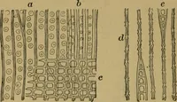 Picture 4 of 70 from Exercises in wood-working, with a short treatise on wood; (1890), leaf 18