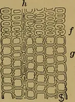 An illustration from Exercises in wood-working, with a short treatise on wood; (1890)