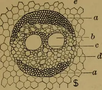 Picture 6 of 70 from Exercises in wood-working, with a short treatise on wood; (1890), leaf 19