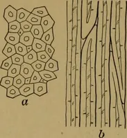 An illustration from Exercises in wood-working, with a short treatise on wood; (1890)