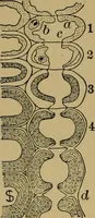 An illustration from Exercises in wood-working, with a short treatise on wood; (1890)