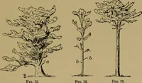 An illustration from Exercises in wood-working, with a short treatise on wood; (1890)