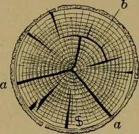 Picture 10 of 70 from Exercises in wood-working, with a short treatise on wood; (1890), leaf 25
