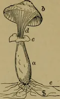 An illustration from Exercises in wood-working, with a short treatise on wood; (1890)