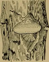 Picture 14 of 70 from Exercises in wood-working, with a short treatise on wood; (1890), leaf 46