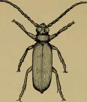 Picture 17 of 70 from Exercises in wood-working, with a short treatise on wood; (1890), leaf 52