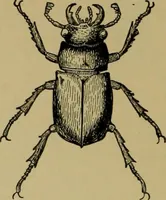 An illustration from Exercises in wood-working, with a short treatise on wood; (1890)
