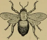 An illustration from Exercises in wood-working, with a short treatise on wood; (1890)