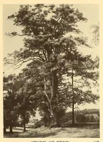 Picture 14 of 19 from Exhibition of American paintings (1900), leaf 17