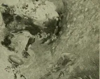 Picture 8 of 23 from Exhibition of French modern art : paintings, sculptures, etchings, and applied art (1919), leaf 70