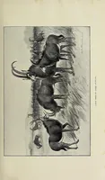 An illustration from Exploration and hunting in central Africa 1895-96 (1898)
