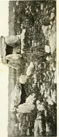 An illustration from Explorations épigraphiques et archéologiques en Tunisie (1883)