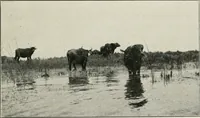 Picture 5 of 193 from Explorations in Bible lands during the 19th century (1903), leaf 36