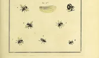 An illustration from An exposition of English insects : including the several classes of Neuroptera, Hymenoptera, & Diptera, or bees, flies, & Libellulae : exhibiting on 51 copper plates near 500 figures, accurately drawn & highly finished in colours, from nature : the whole minutely described, arranged & named, according to the Linnean system, with remarks : the figures of a great number of moths not in the Aurelian collection : formerly published by the same author and a plate with an explanation of colours, are likewise given in the work (1782)