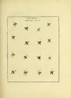 An illustration from An exposition of English insects : including the several classes of Neuroptera, Hymenoptera, & Diptera, or bees, flies, & Libellulae : exhibiting on 51 copper plates near 500 figures, accurately drawn & highly finished in colours, from nature : the whole minutely described, arranged & named, according to the Linnean system, with remarks : the figures of a great number of moths not in the Aurelian collection : formerly published by the same author and a plate with an explanation of colours, are likewise given in the work (1782)