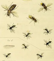An illustration from An exposition of English insects : including the several classes of Neuroptera, Hymenoptera, & Diptera, or bees, flies, & Libellulae : exhibiting on 51 copper plates near 500 figures, accurately drawn & highly finished in colours, from nature : the whole minutely described, arranged & named, according to the Linnean system, with remarks : the figures of a great number of moths not in the Aurelian collection : formerly published by the same author and a plate with an explanation of colours, are likewise given in the work (1782)