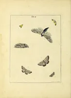 An illustration from An exposition of English insects : including the several classes of Neuroptera, Hymenoptera, & Diptera, or bees, flies, & Libellulae : exhibiting on 51 copper plates near 500 figures, accurately drawn & highly finished in colours, from nature : the whole minutely described, arranged & named, according to the Linnean system, with remarks : the figures of a great number of moths not in the Aurelian collection : formerly published by the same author and a plate with an explanation of colours, are likewise given in the work (1782)