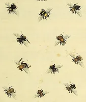 An illustration from An exposition of English insects : including the several classes of Neuroptera, Hymenoptera, & Diptera, or bees, flies, & Libellulae : exhibiting on 51 copper plates near 500 figures, accurately drawn & highly finished in colours, from nature : the whole minutely described, arranged & named, according to the Linnean system, with remarks : the figures of a great number of moths not in the Aurelian collection : formerly published by the same author and a plate with an explanation of colours, are likewise given in the work (1782)