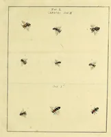 An illustration from An exposition of English insects : including the several classes of Neuroptera, Hymenoptera, & Diptera, or bees, flies, & Libellulae : exhibiting on 51 copper plates near 500 figures, accurately drawn & highly finished in colours, from nature : the whole minutely described, arranged & named, according to the Linnean system, with remarks : the figures of a great number of moths not in the Aurelian collection : formerly published by the same author and a plate with an explanation of colours, are likewise given in the work (1782)