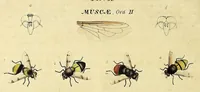 An illustration from An exposition of English insects : including the several classes of Neuroptera, Hymenoptera, & Diptera, or bees, flies, & Libellulae : exhibiting on 51 copper plates near 500 figures, accurately drawn & highly finished in colours, from nature : the whole minutely described, arranged & named, according to the Linnean system, with remarks : the figures of a great number of moths not in the Aurelian collection : formerly published by the same author and a plate with an explanation of colours, are likewise given in the work (1782)