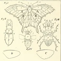 An illustration from An exposition of English insects : with curious observations and remarks, wherein each insect is particularly described; its parts and properties considered; the different sexes distinguished, and the natural history faithfully related : the whole illustrated with copper plates (1776)
