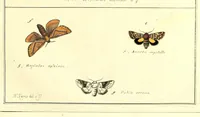 An illustration from An exposition of English insects : with curious observations and remarks, wherein each insect is particularly described; its parts and properties considered; the different sexes distinguished, and the natural history faithfully related : the whole illustrated with copper plates (1776)