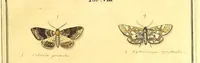 An illustration from An exposition of English insects : with curious observations and remarks, wherein each insect is particularly described; its parts and properties considered; the different sexes distinguished, and the natural history faithfully related : the whole illustrated with copper plates (1776)