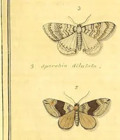 An illustration from An exposition of English insects : with curious observations and remarks, wherein each insect is particularly described; its parts and properties considered; the different sexes distinguished, and the natural history faithfully related : the whole illustrated with copper plates (1776)