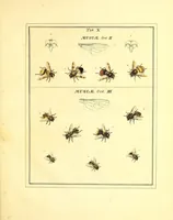An illustration from An exposition of English insects : with curious observations and remarks, wherein each insect is particularly described; its parts and properties considered; the different sexes distinguished, and the natural history faithfully related : the whole illustrated with copper plates (1776)