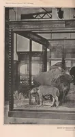 Picture 1 of 8 from The extermination of the American bison (1889), leaf 10