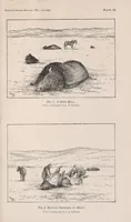 Picture 4 of 8 from The extermination of the American bison (1889), leaf 107