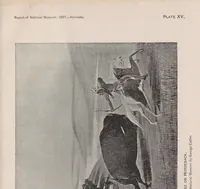 Picture 5 of 8 from The extermination of the American bison (1889), leaf 149