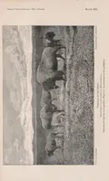 Picture 7 of 8 from The extermination of the American bison (1889), leaf 231