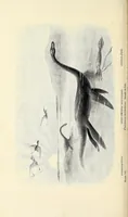 Picture 2 of 14 from Extinct monsters and creatures of other days: a popular account of some of the larger forms of ancient animal life (1911), leaf 138