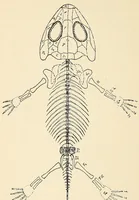 An illustration from Extinct monsters and creatures of other days: a popular account of some of the larger forms of ancient animal life (1911)