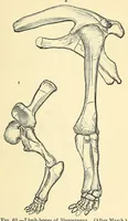 An illustration from Extinct monsters and creatures of other days: a popular account of some of the larger forms of ancient animal life (1911)